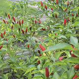 Organic Tobasco Pepper growing in a garden with trees and a road in the background