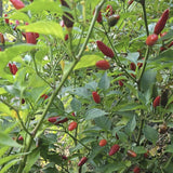 Organic Tobasco Pepper growing on a plant with green leaves