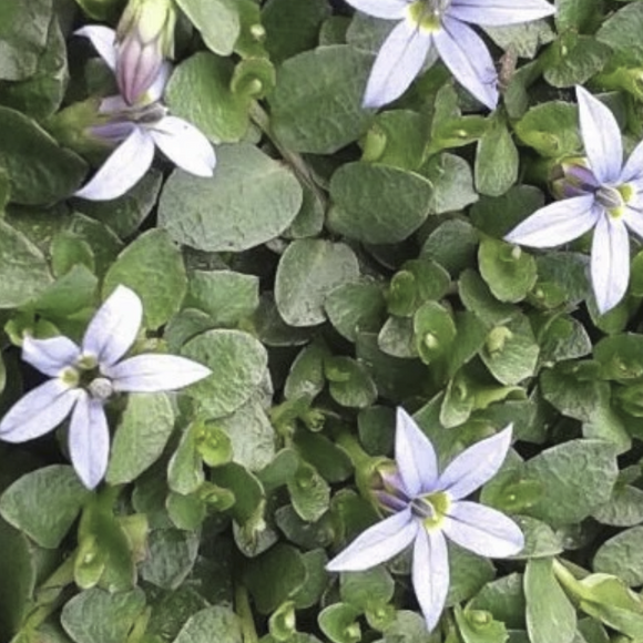 Pratia pedunculata 'County Park'