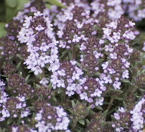 Thymus neiceffii 'Juniper' - 4.5 inch Pots - Flat of 10