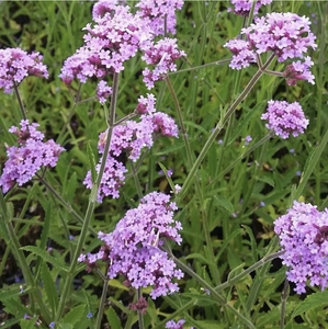 Verbena bonariensis 'Lollipop' - Qt. Pots - Flat of 10
