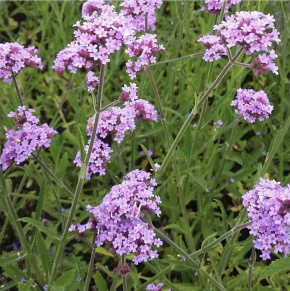 Verbena bonariensis 'Lollipop' - Qt. Pots - Flat of 10