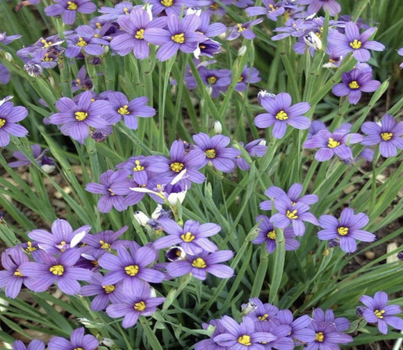 Sisyrinchium angustifolium 'Lucerne' - Qt. Pots - Flat of 10