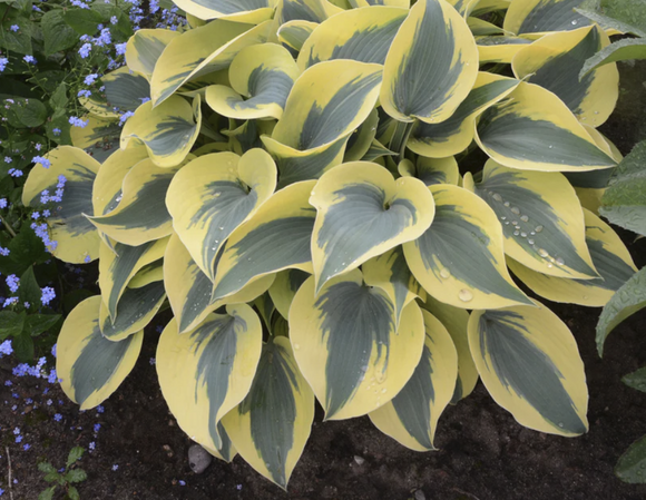 Hosta Shadowland® 'Autumn Frost' PP23224 PW® - Qt. Pots - Flat of 10