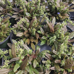 Ajuga Feathered Friends ' Fancy Finch'