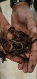 Pure Red Wigglers Composting and Gardening Worms (EISENIA) 1 lbs. (approx. 800-1000) - FREE SHIPPING