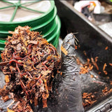 Pure Red Wigglers Composting and Gardening Worms (EISENIA) 1 /2 lbs.  (approx. 500) - FREE SHIPPING