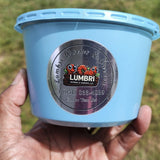 European Nightcrawlers 2 lbs (approx. 700) (ENC) (Eisenia hortensis or Dendrobaena veneta) – Soil Builders & Super Bait Worms - FREE SHIPPING