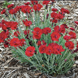 Dianthus x 'Fire Star' PP14895' - Qt. Pots - Flat of 10
