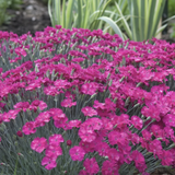Bouquet of pink Dianthus Neon Star with green leaves in a garden setting