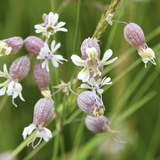 Close-up of Sculpit (Silene inflata) flowers with green grass in the background
