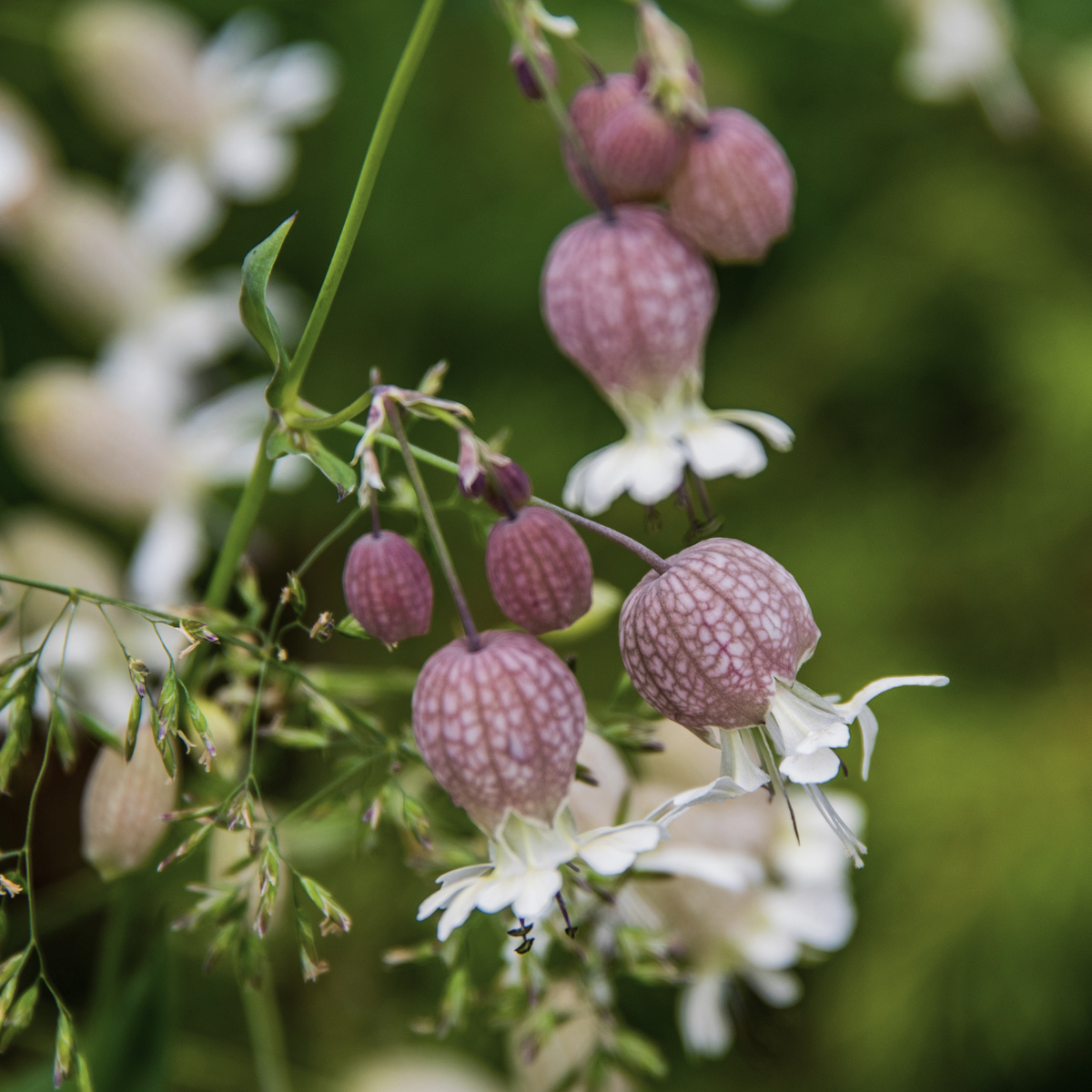 Sculpit (Silene inflata)