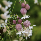 Sculpit (Silene inflata) on a blurred natural background