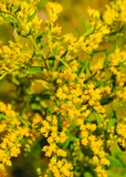 Close-up of yellow solidago sempervirens flowers with green leaves