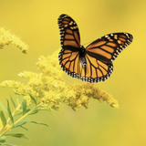 Monarch butterfly on a solidago sempervirens with a blurred yellow background