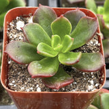 ×Sedeveria ‘Letizia’in a red pot with soil