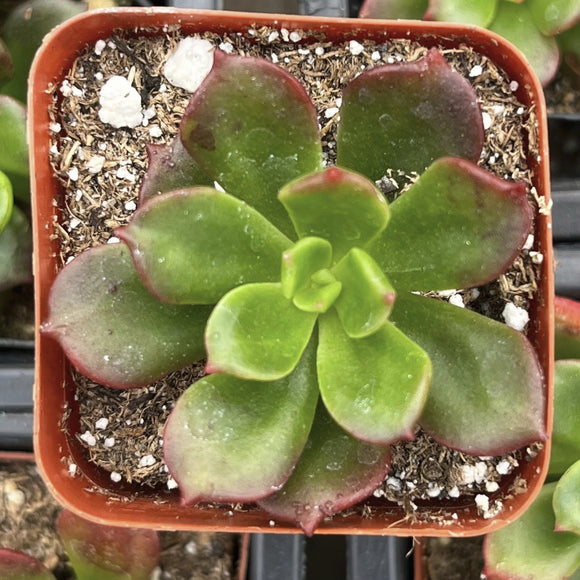 ×Sedeveria ‘Letizia’ plant in a red pot with soil