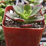 ×Sedeveria ‘Letizia’ plant in a red pot with a blurred background