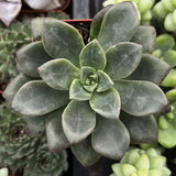 Close-up ofSedum 'Spring Glow' with a blurred background