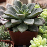 Close-up of a Sedum 'Spring Glow' plant with other succulents in the background