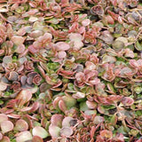 Sedum tetractinum - 4.5 inch Pots - Flat of 10