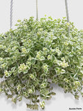 Sedum Little Missy
