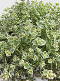 Sedum Little Missy