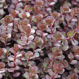 Sedum spurium 'Red Carpet'