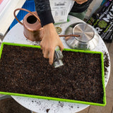 Person planting seeds in a seedling tray with gardening tools on a table.