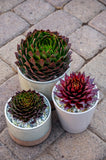 Sempervivum Supersemp® 'Fire Quartz' PP 33,603 - 4.5 inch Pots - Flat of 10