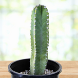 Senita Cactus on a wooden surface with a blurred natural background