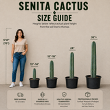 Senita Cactus