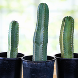 Three Senita Cacti in black pots on a blurred background