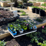 Tray of small potted plants in a garden setting