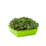 5X5 Shallow Microgreen Trays on a white background