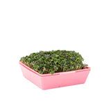 5X5 Shallow Microgreen Trays with green plants on a white background