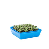 5X5 Shallow Microgreen Trays with green plants on a white background