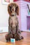 Poodle sitting on a wooden floor with SHAMPOO BAR 5 oz. ~ VANILLA COCONUT MILK