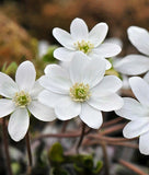 Sharp-Lobe Hepatica