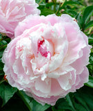 Shirley Temple Peony
