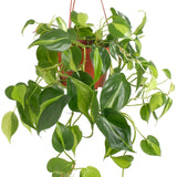 Hanging green Philodenron Brasil plant in a pot on a white background