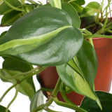 Close-up of a green leafy Philodenron Brasil plant with a blurred background