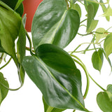 Close-up of a green leafy Philodenron Brasil plant with a white background