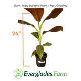 Siam Ruby Banana Plant with a measurement of 24 inches and Everglades Farm logo on a white background