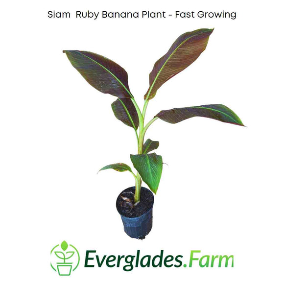 Siam Ruby Banana Plant with Everglades Farm logo on a white background