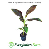 Siam Ruby Banana Plant with Everglades Farm logo on a white background