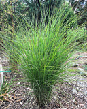 Silberfeder Silver Feather Grass