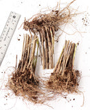 Silberfeder Silver Feather Grass