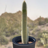 Potted Silver Torch Cactus with a desert landscape in the background