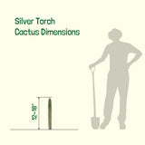 Silver Torch Cactus dimensions shown with a silhouette of a person and a shovel on a light gray background.